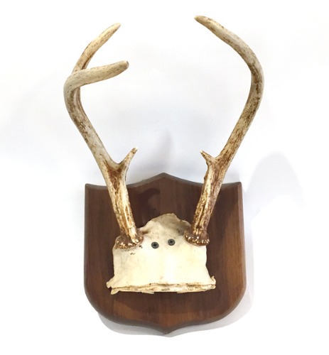 (미국산)Vtg &quot;deer horn&quot; 사슴뿔 hunting trophy.