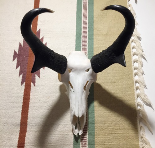 Antique buffalo bone hunting trophy(물소머리).