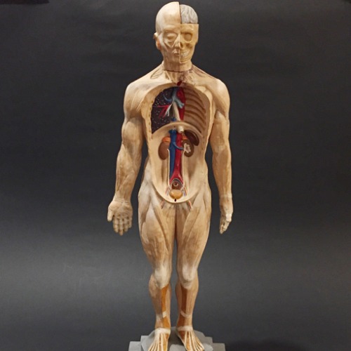 [GERMANY]50s anatomy torso 인체신비 figure.