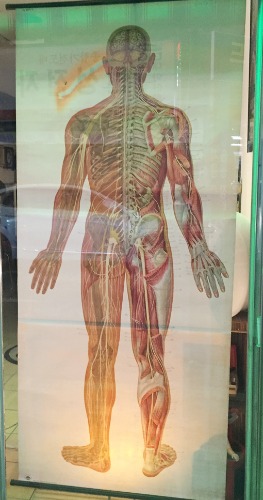 [GERMANY]50s Deutsches Hygiene-Museum anatomy big size poster(인체해부도).필립