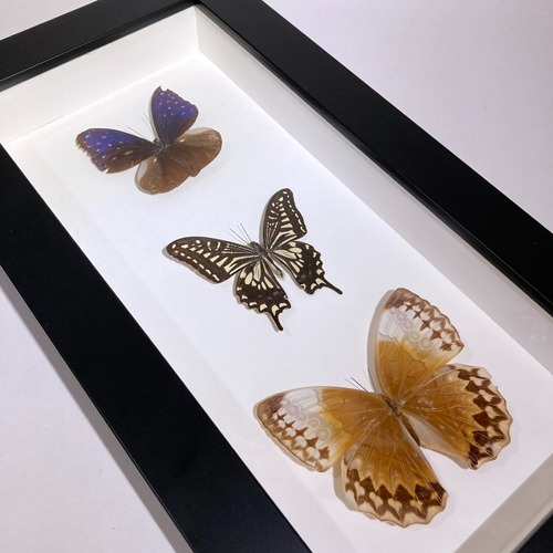 [U.S.A]80s original Butterfly 나비박제 frame.