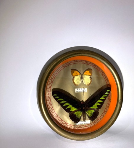 [U.S.A]80s antique Butterfly 나비박제 round frame.