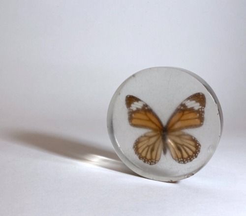 [U.S.A]70s original Butterfly 나비박제 paper-weight.